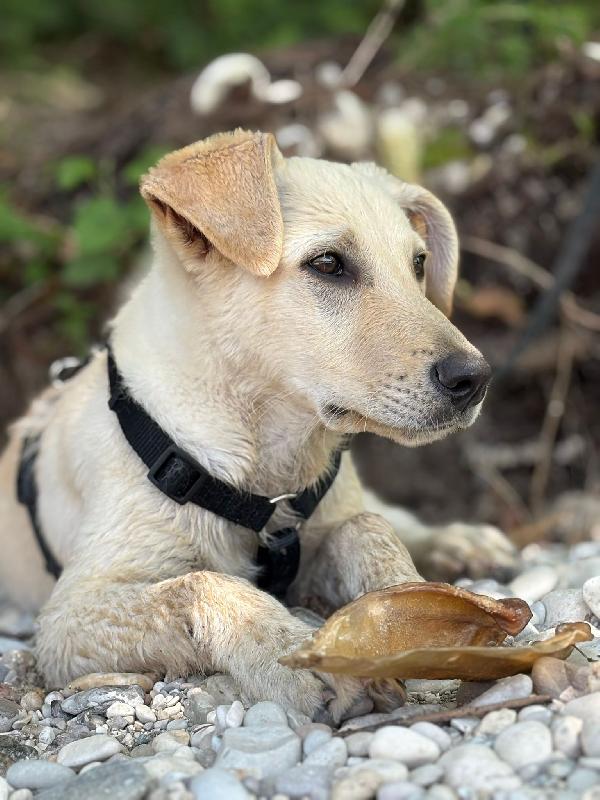 Ariel Sos stallo adozione dolce cucciola simil labrador Foto 11