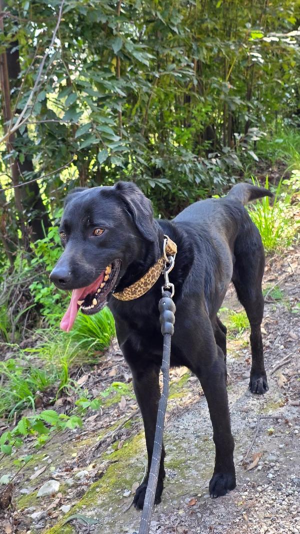 Marley stupendo  giovanotto cerca famiglia Foto 3