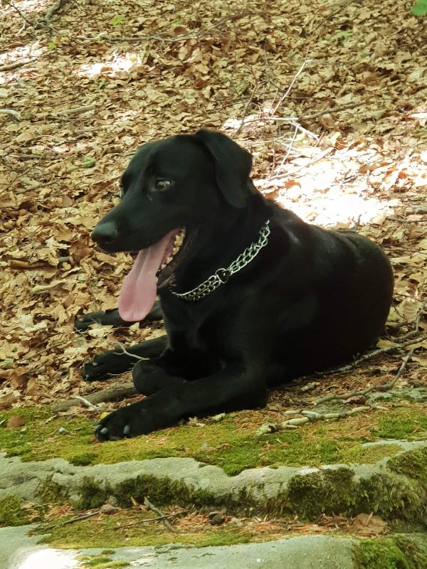 Marley stupendo  giovanotto cerca famiglia Foto 7