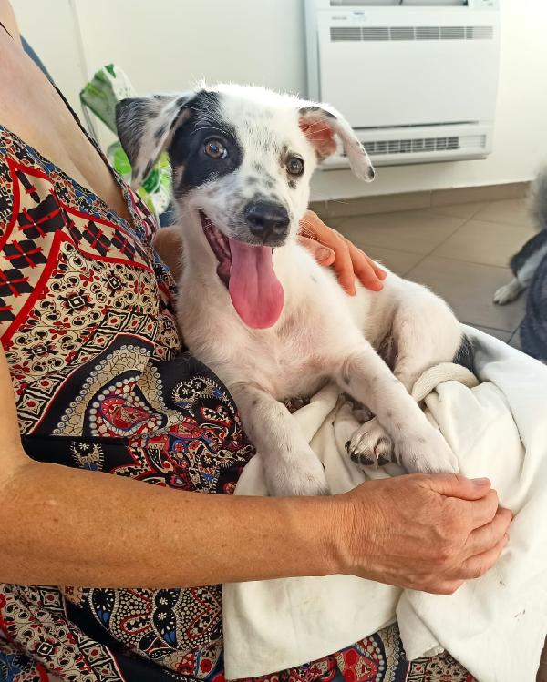 Spike Meraviglioso Dolce Cucciolo Cerca Famiglia