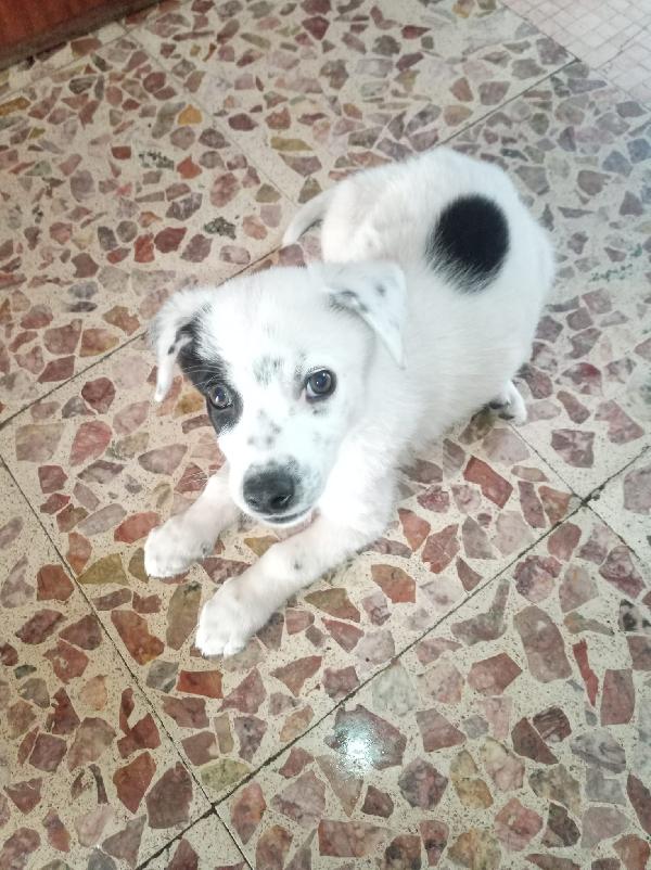Spike meraviglioso dolce cucciolo cerca famiglia Foto 3