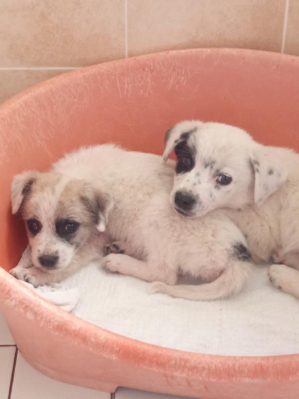 Spike meraviglioso dolce cucciolo cerca famiglia Foto 4