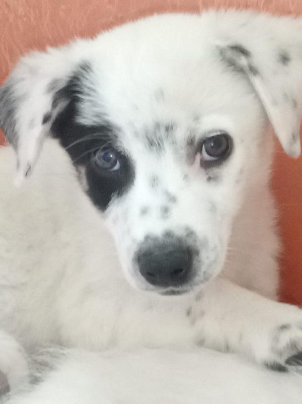 Spike meraviglioso dolce cucciolo cerca famiglia Foto 5