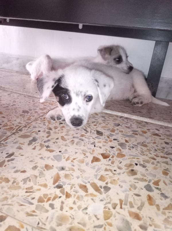 Spike meraviglioso dolce cucciolo cerca famiglia Foto 6