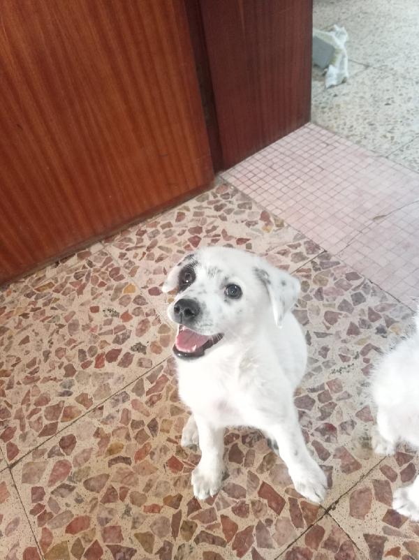 Spike meraviglioso dolce cucciolo cerca famiglia Foto 7