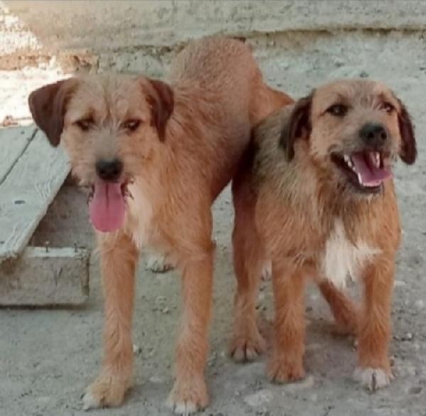 Simil Spinoncine Femmine 2Anni Roma