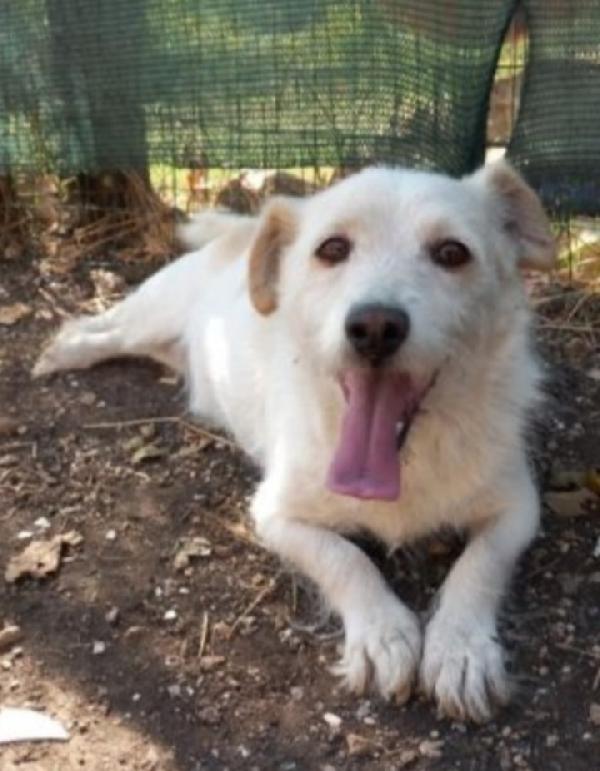Mix J.russel Bianco 10Anni Abruzzo