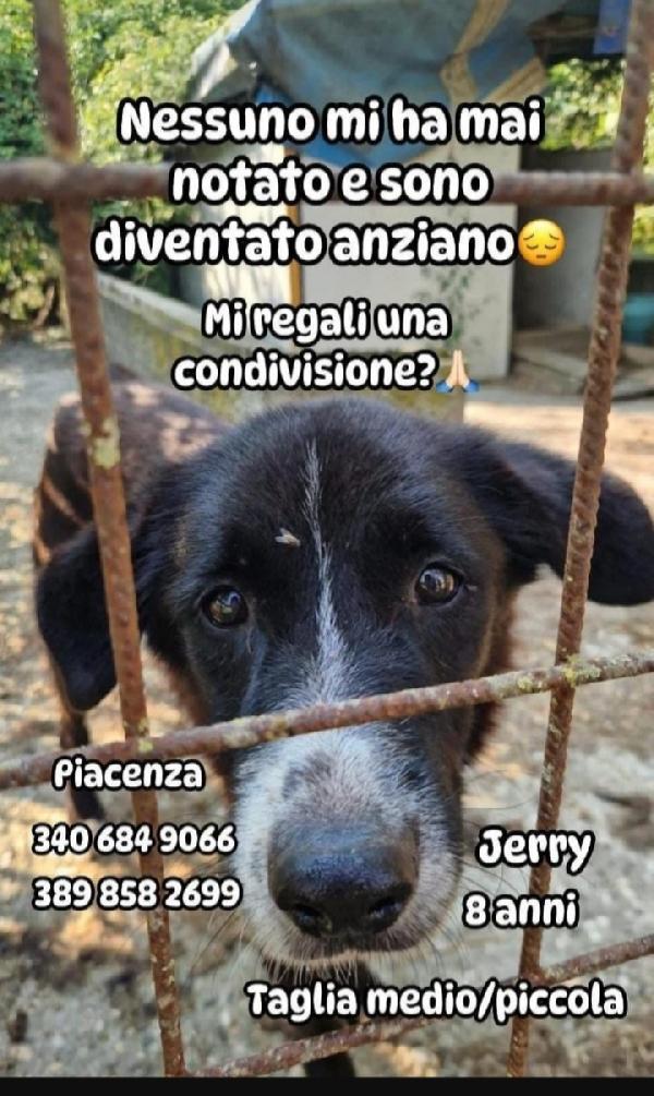 Jerry 8Anni Medio Piccolo Aspetta Da Sempre.