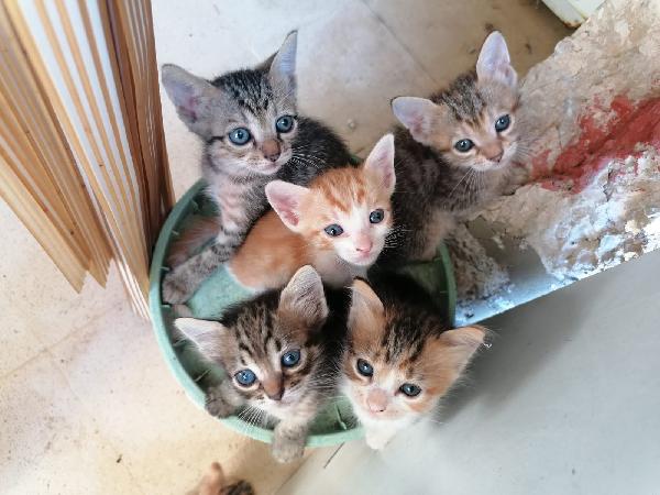 Gattini 😺 In Adozione 