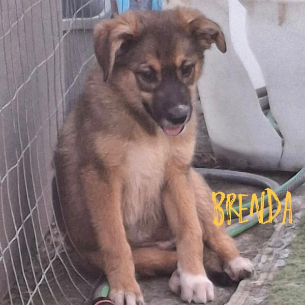 🌹Brenda🌹Cerca Una Mamma Per Sempre🥰