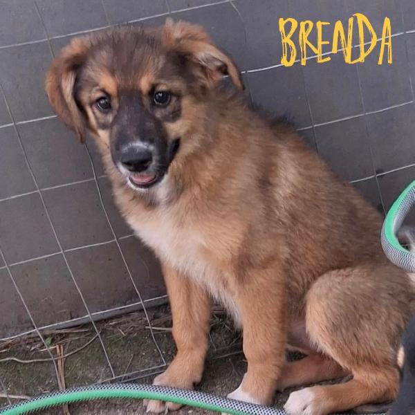 🌹BRENDA🌹cerca una mamma per sempre🥰 Foto 2