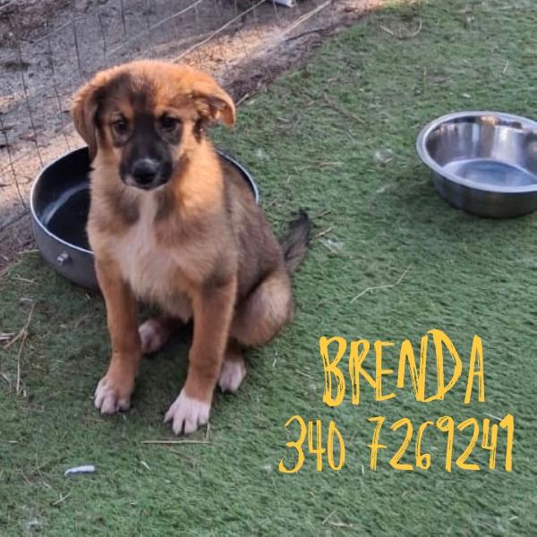 🌹BRENDA🌹cerca una mamma per sempre🥰 Foto 8