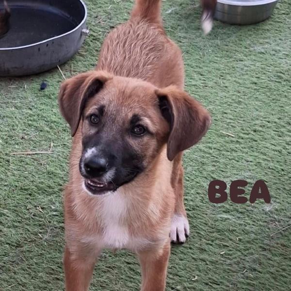 🌺BEA🌺 aspetta una famiglia 🌺 Foto 2