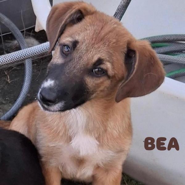 🌺BEA🌺 aspetta una famiglia 🌺 Foto 4