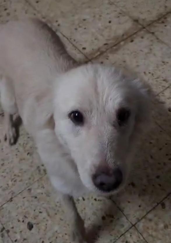 Vera 2anni salvata col suo cucciolo.COSENZA Foto 2