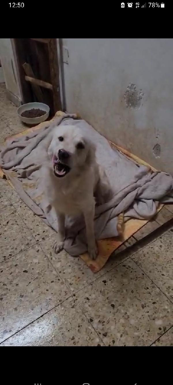 Vera 2anni salvata col suo cucciolo.COSENZA Foto 3