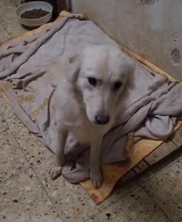Vera 2anni salvata col suo cucciolo.COSENZA Foto 4