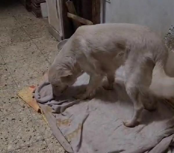 Vera 2anni salvata col suo cucciolo.COSENZA Foto 5