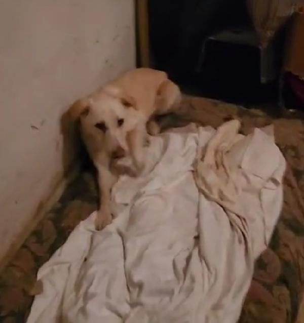 Vera 2anni salvata col suo cucciolo.COSENZA Foto 6