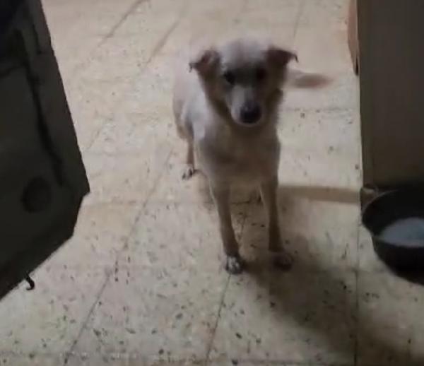 Vera 2anni salvata col suo cucciolo.COSENZA Foto 7