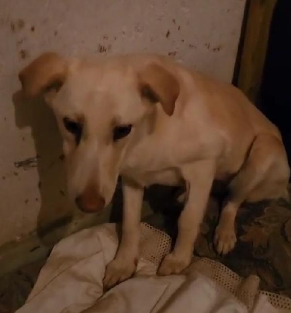Vera 2anni salvata col suo cucciolo.COSENZA Foto 10