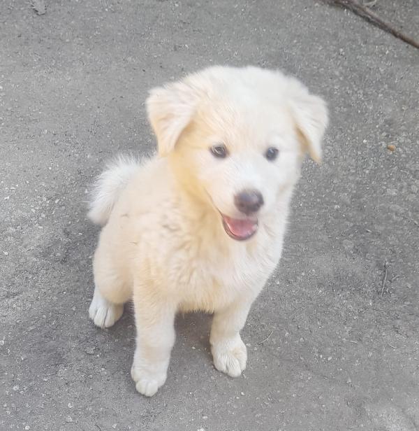 Zac splendido dolce cucciolo simil pastore cerca famiglia Foto 2