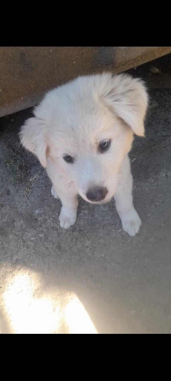 Zac splendido dolce cucciolo simil pastore cerca famiglia Foto 3
