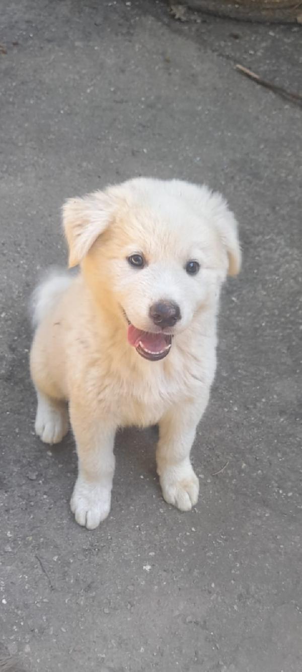 Zac splendido dolce cucciolo simil pastore cerca famiglia Foto 4