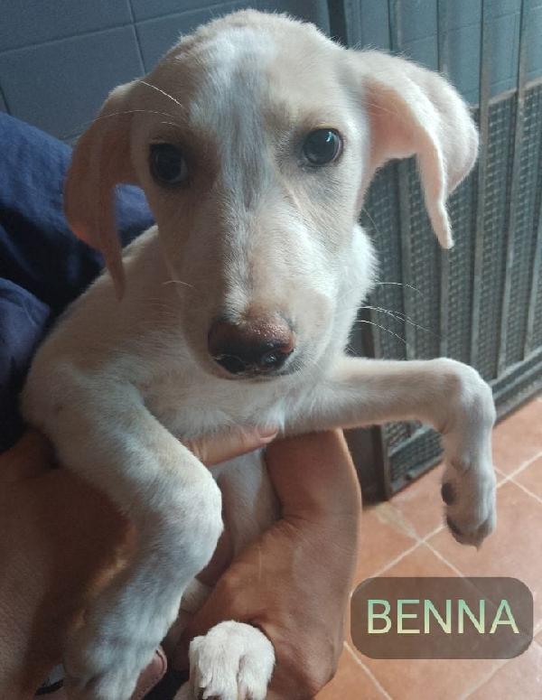 Benna Dolce Cucciola In Canile Cerca Famiglia