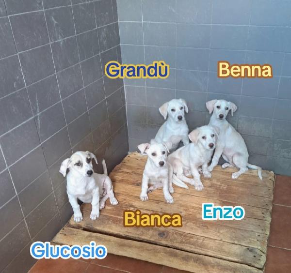 Benna dolce cucciola in canile cerca famiglia Foto 2