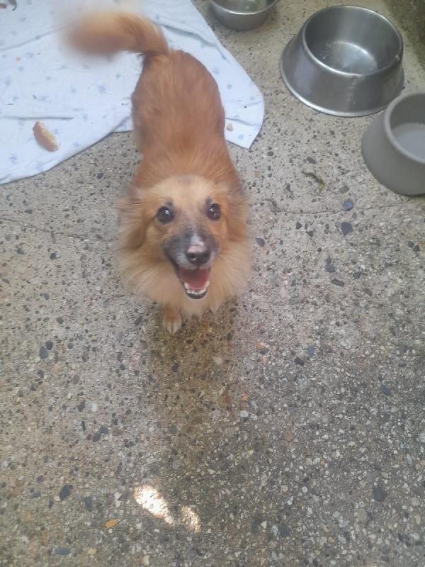 Mia Splendida Dolce Mammina Simil Volpino Cerca Famiglia