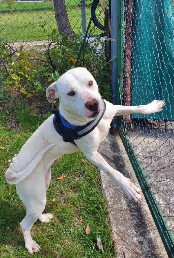 Sheva Molossina Bianca 2Anni Milano