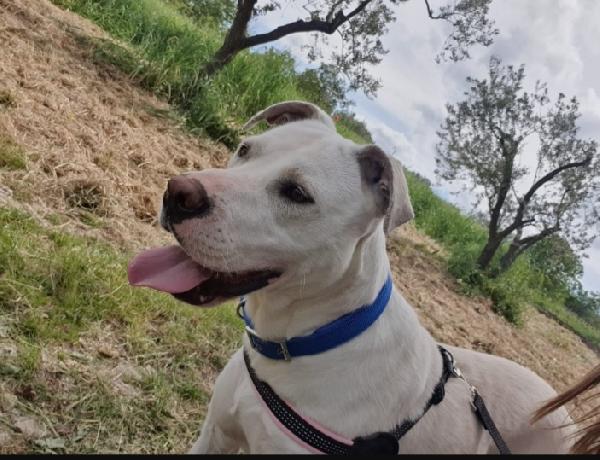 Sheva molossina bianca 2anni MILANO Foto 2