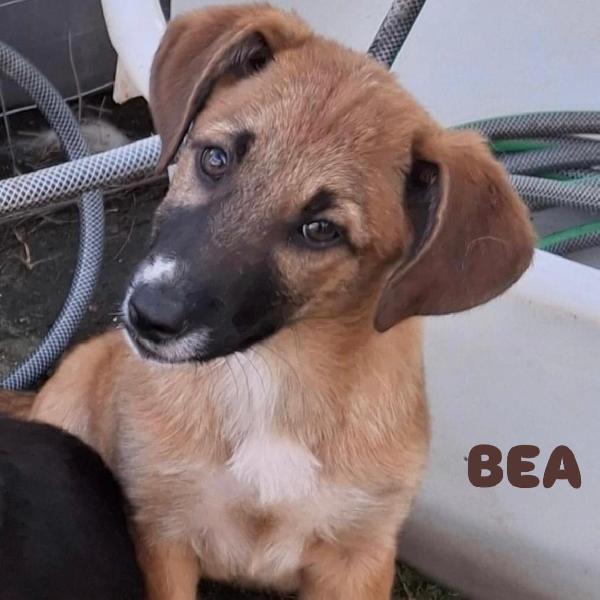Bea, Cucciola Tg Media Abbondante 