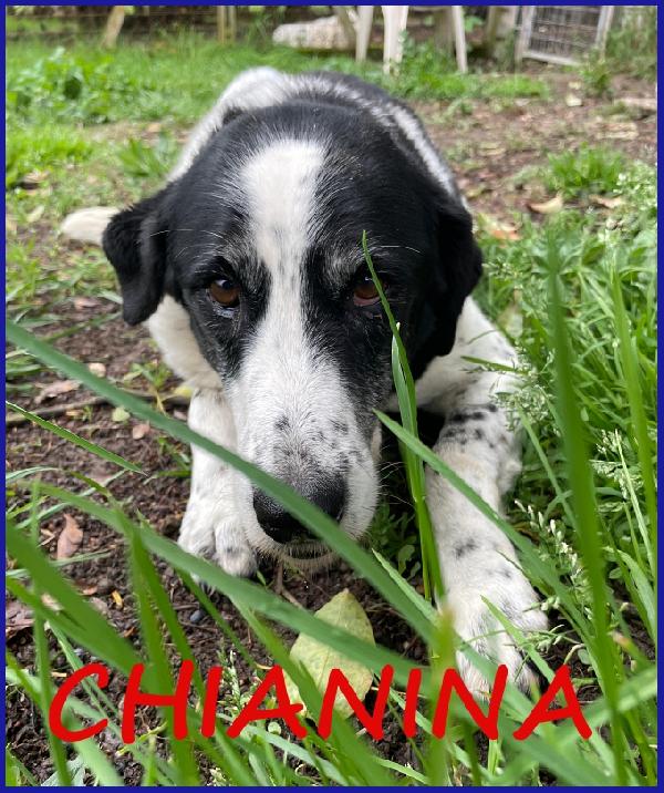 Chianina, 12 Anni In Gabbia, Ora Sogna Solo Una Famiglia Che La Ami Per Sempre!