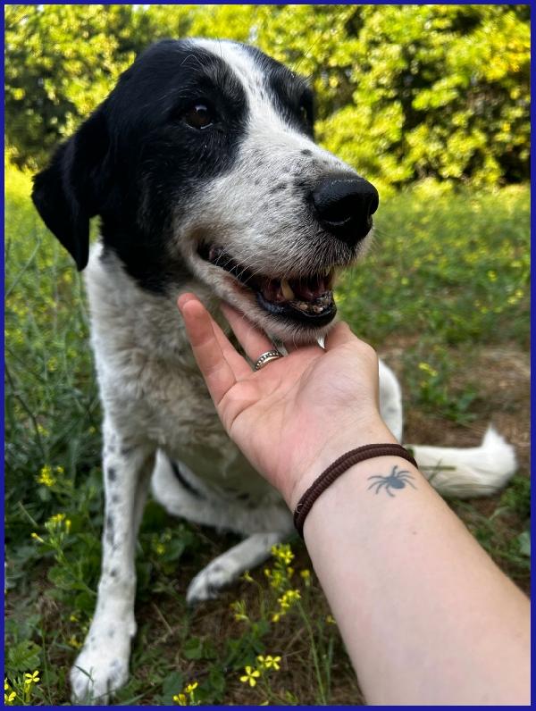 CHIANINA, 12 ANNI IN GABBIA, ORA SOGNA SOLO UNA FAMIGLIA CHE LA AMI PER SEMPRE! Foto 2