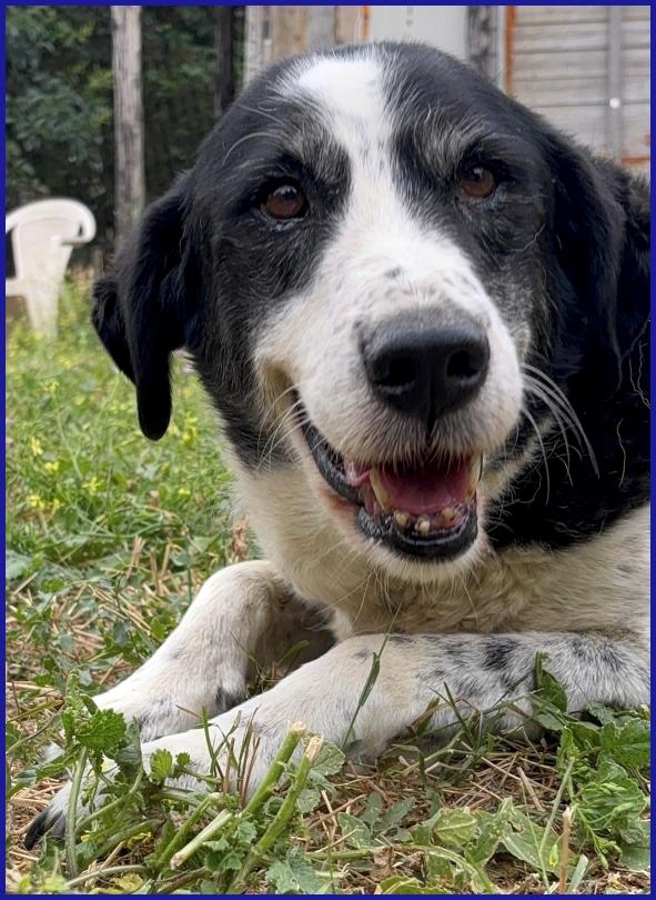 CHIANINA, 12 ANNI IN GABBIA, ORA SOGNA SOLO UNA FAMIGLIA CHE LA AMI PER SEMPRE! Foto 5