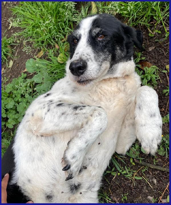 CHIANINA, 12 ANNI IN GABBIA, ORA SOGNA SOLO UNA FAMIGLIA CHE LA AMI PER SEMPRE! Foto 6