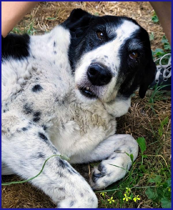 CHIANINA, 12 ANNI IN GABBIA, ORA SOGNA SOLO UNA FAMIGLIA CHE LA AMI PER SEMPRE! Foto 8