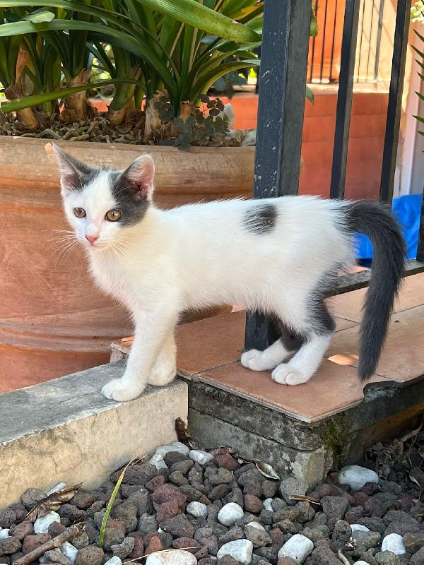 Tina La Gattina Cerca Adozione 