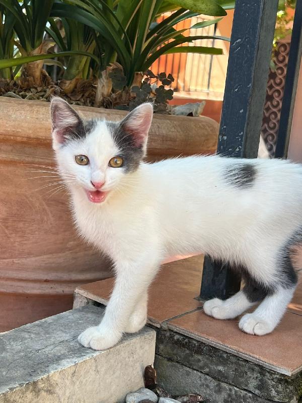 Tina La gattina cerca adozione  Foto 2