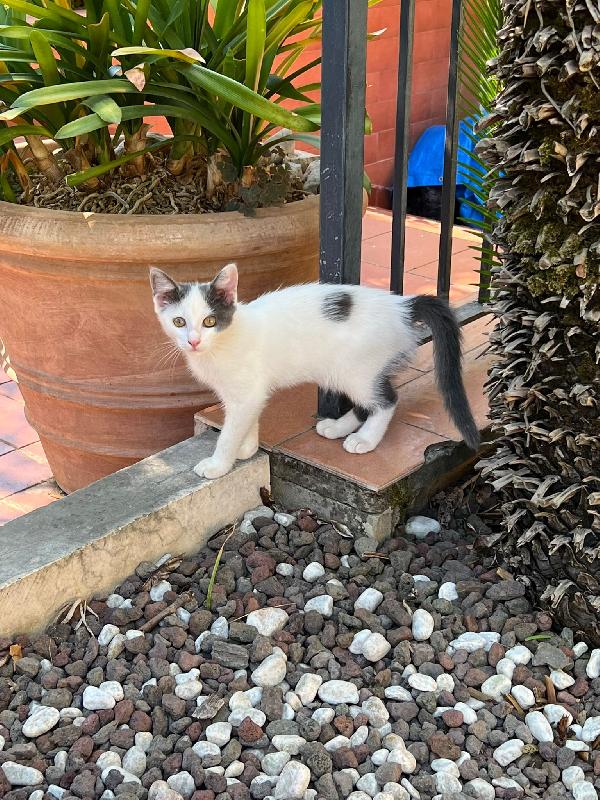 Tina La gattina cerca adozione  Foto 4