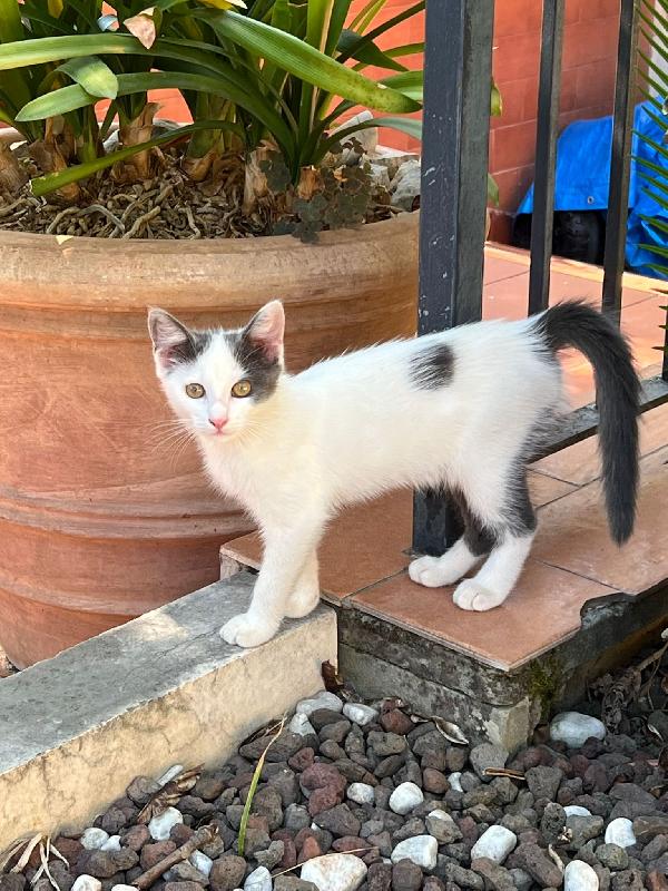 Tina La gattina cerca adozione  Foto 5