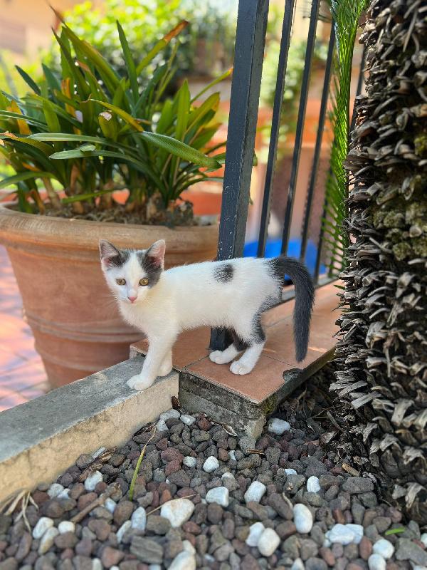 Tina La gattina cerca adozione  Foto 6