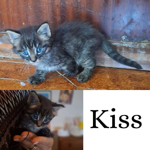 Kiss Dolce Micino Cerca Adozione!