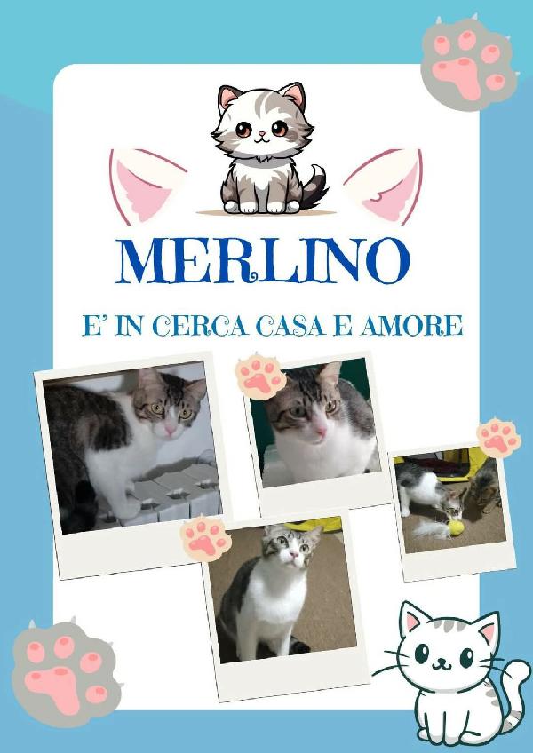 Merlino, Tenero Gatto In Adozione!