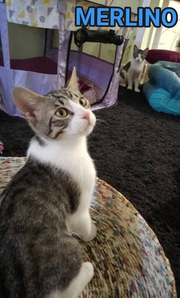 MERLINO, tenero gatto in adozione! Foto 2