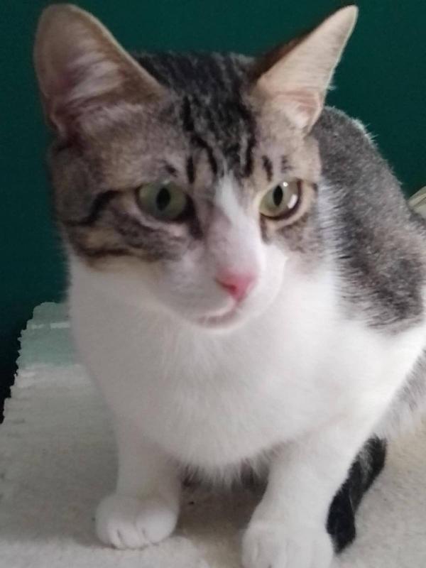 MERLINO, tenero gatto in adozione! Foto 3