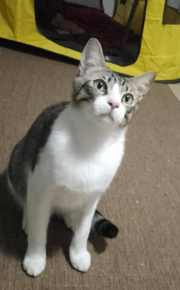 MERLINO, tenero gatto in adozione! Foto 4
