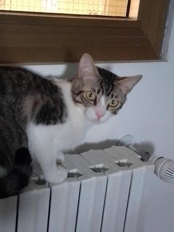 MERLINO, tenero gatto in adozione! Foto 5